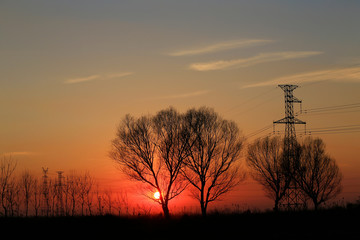 Willow silhouettes against the setting sun