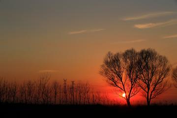 Fototapeta na wymiar Willow silhouettes against the setting sun
