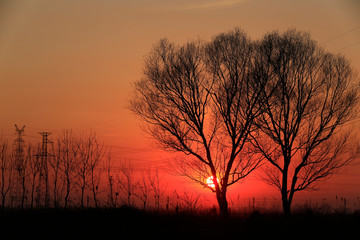 Willow silhouettes against the setting sun