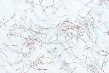 dry flowers in the snow