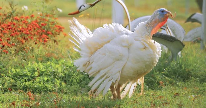 White Domestic Turkey - Meleagris Gallopavo Walking In Country Yard