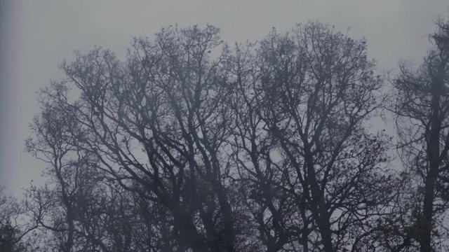 Big leafless trees blowing in the stormy wind on a grey day