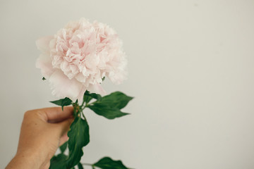 Hand holding pink peony. Space for text. Hello spring. Florist arranging floral decor for wedding. Happy mothers day. International Womens Day. Valentines day.