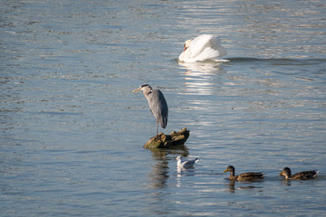 A grey heron standing on a rock in the water