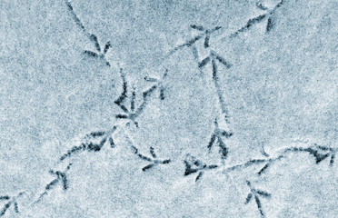traces of birds in the snow close-up. footprints in the first snow