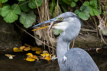 A grey heron standing in a small river and eating a fish