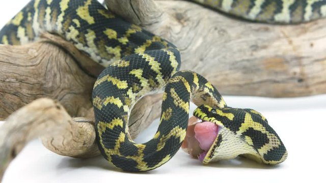 Medium shot of a ball python snake eating a mouse on a white studio background