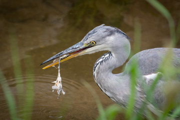 A grey heron standing in a small river and eating a fish