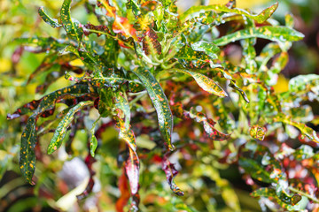 Colorful Garden croton's leaves (Codiaeum variegatum) © Classic
