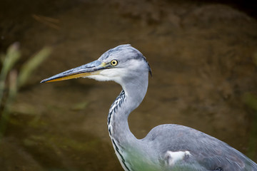 A grey heron standing in a small river