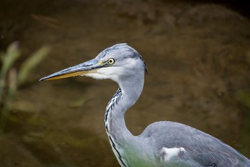 Fototapeta premium A grey heron standing in a small river