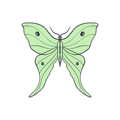 Actias Selene butterfly, luna moon moth. Hand drawn illustration