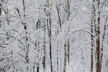 Cold snow covered tress, Stowe, Vermont, USA