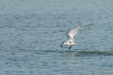 A sandwich tern catching a fish in flight