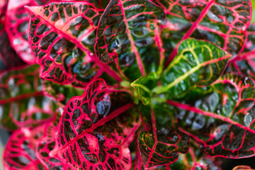 Colorful Garden croton's leaves (Codiaeum variegatum) © Classic
