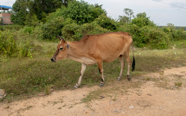 Walking cow in Thailand 