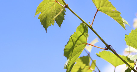 The sky and the leaves