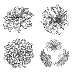 Flowers set. Botanical Dahlias and zinnia illustration summer design elements. Black and white collection of hand drawn flowers and herbs isolate on white background. Vector.