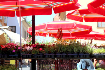 Fresh flowers for sale and traditional red parasols on Dolac Market in Zagreb, Croatia on a sunny day. Dolac market is famous for its traditional red parasols.