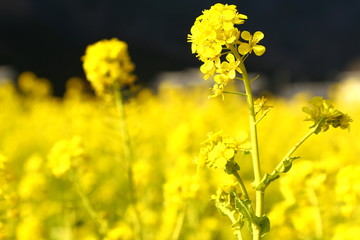 Fototapeta premium なのはな