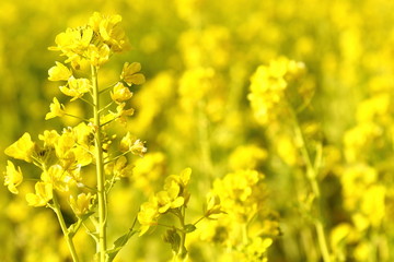 Fototapeta premium なのはな