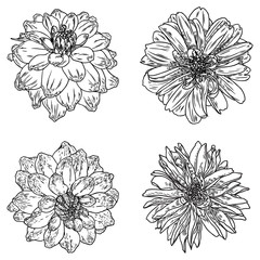 Dahlias set. Botanical vintage ink illustration. Collection of hand drawn flowers and herbs isolate on white background. Black and white florist elements. Vector.