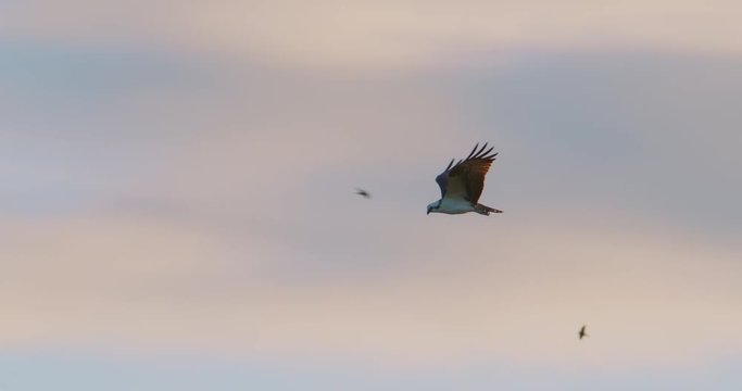 Beautiful shot of an Osprey hawk flying at sunset as it hunts for fish in a pond.  Nice colorful clouds in the distance. Slow Motion.