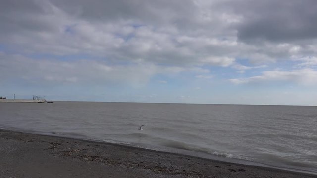 Bird Flying On Beach