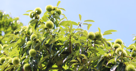 Chestnut tree