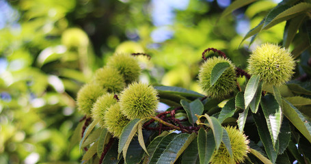 Chestnut tree