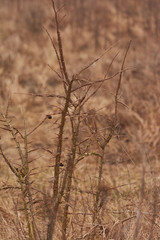 Wild thorny growths in winter.
