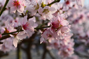 Naklejka premium In full bloom in the peach blossom