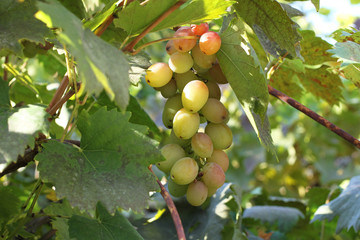 Ripe bunches of white grapes and green leaves on the vine. Sunny autumn day