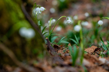 snowdrops in the forest