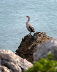 An immature common shag sitting on a rock near the sea
