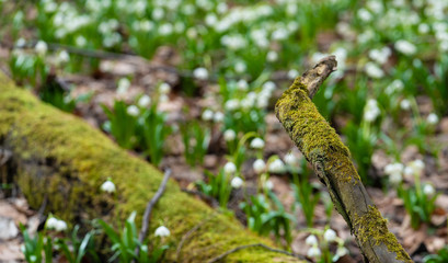 snowdrops in the forest