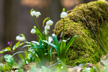snowdrops in the forest