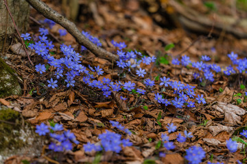blue flowers in the forest