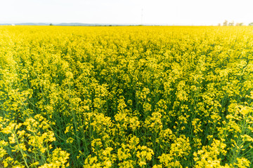 Obraz premium yellow field of rape