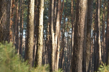 Forest  landscape. Pine Tree Trunks Background.
