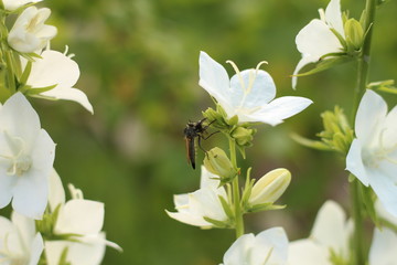mosquito on flower