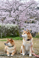柴犬・桜・花見