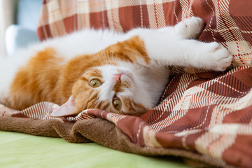 こたつの横でまったりする茶白ネコ