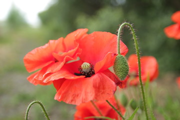 red poppy