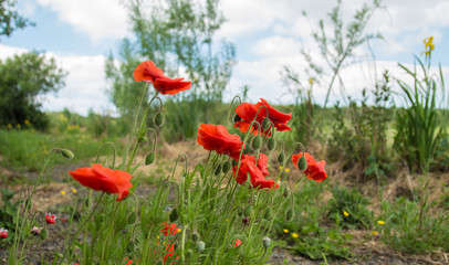 poppy field of poppies