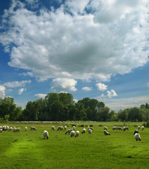 sheep flock and sky