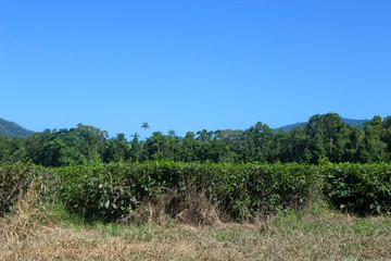 Fototapeta na wymiar Tea growing in The Daintree in Queensland, Australia