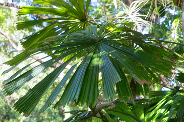Obraz na płótnie Canvas Closeup of Fan Palm leaves in The Daintree, Tropical North Queensland, Australia