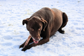 A brown dog chewing a bone against a snowy ground