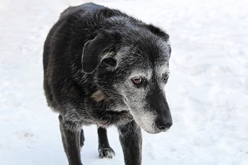 A very old senior dog looking guilty